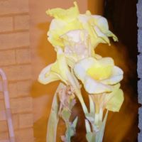 Jeanette Campos Photo 27