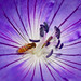 David Runyan Photo 10