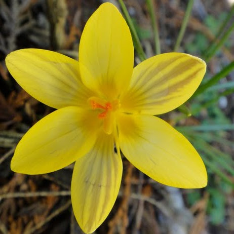 Julie Apple Photo 11