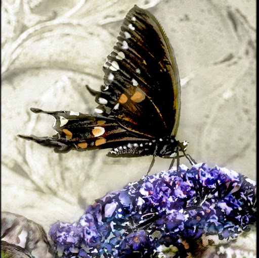 Julia Greene Photo 20