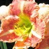 Frances Jackson Photo 25