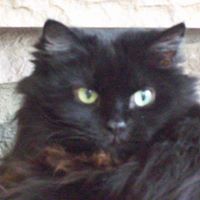 Debbie Dinsmore Photo 4