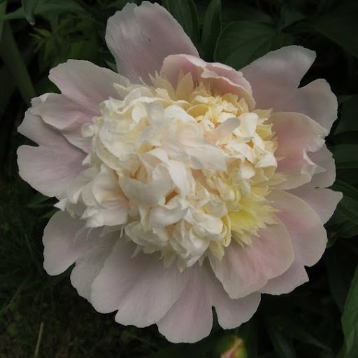 Michelle Michael Photo 12