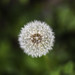 Jonathan Blume Photo 15