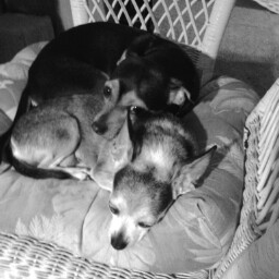 Renee Latimer Photo 5