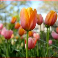 Mary Mccomas Photo 24