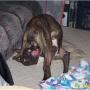 Joseph Pitts Photo 12