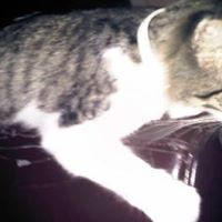 Sammy Stephens Photo 12