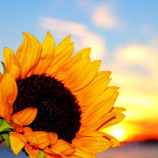 Michelle Serrano Photo 23