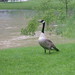 Curtis May Photo 27