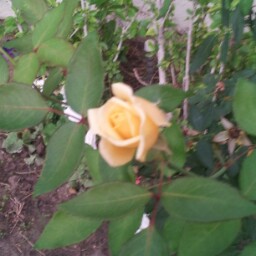 Elizabeth Alaniz Photo 10