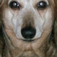 Robert Casteel Photo 18