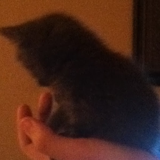 Nicholas Ferrante Photo 8