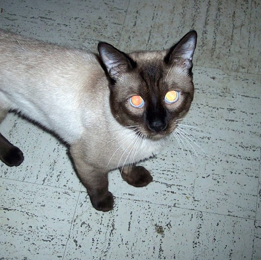 Carl Reese Photo 42 Carl Reese Photo 42