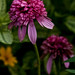 Nancy Flowers Photo 27