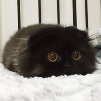 Christopher Lam Photo 22