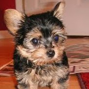 Victoria Kirk Photo 38