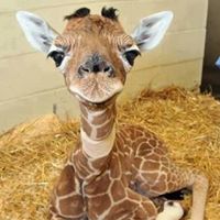 Joyce Howell Photo 8