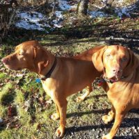 Julie Howlett Photo 4