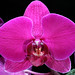 Tung Lin Photo 20