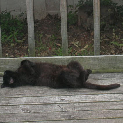 Elizabeth Falcone Photo 18