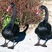 Brenda Swan Photo 38