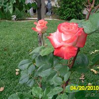 Nancy Hummel Photo 23