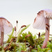 Sandra Moss Photo 15