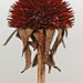 Susan Winters Photo 20
