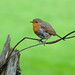 Robin Welsh Photo 10