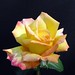 Peter Jennings Photo 18