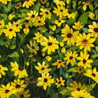 Mary Palmer Photo 13