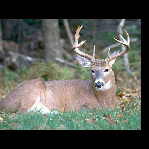 Larry Langley Photo 36