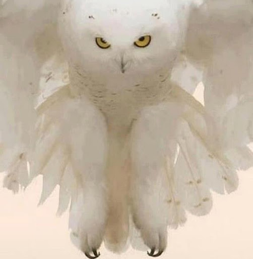 Marilyn Steele Photo 20