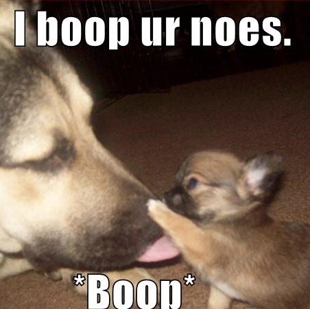 Daniel Shields Photo 18