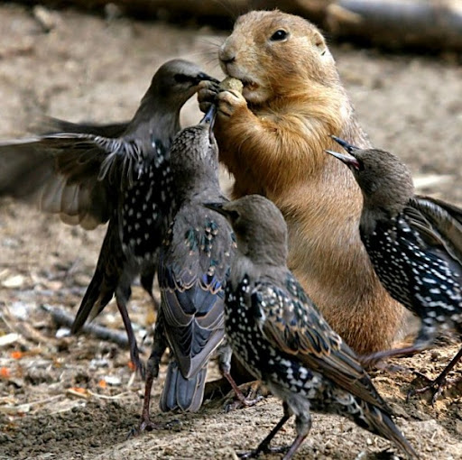 Muhammad Mushtaq Photo 19