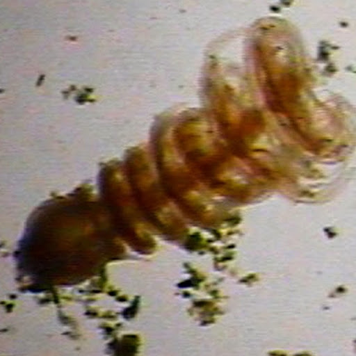 Howard Townsend Photo 5