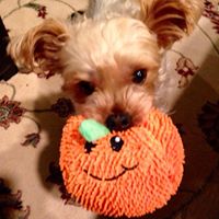 Cynthia Devine Photo 33 Cynthia Devine Photo 33