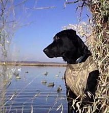 Mark Moser Photo 34