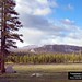 June Meadows Photo 16