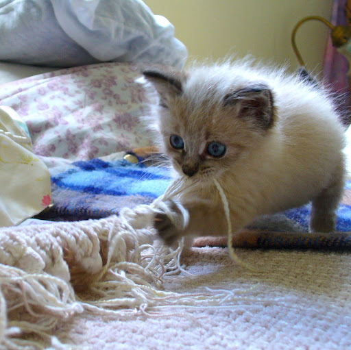 Elizabeth Brandon Photo 16