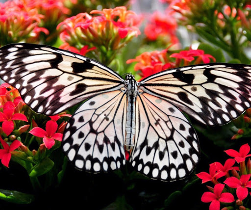 Cindy Pearson Photo 15