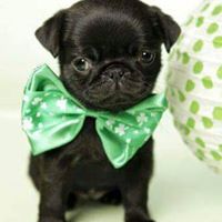 Joel Guzman Photo 18