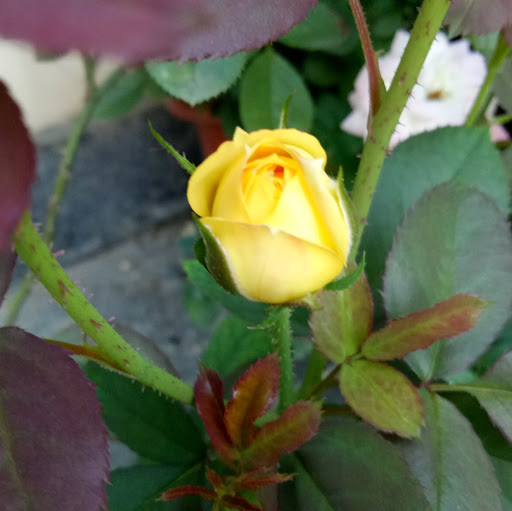 Ngan Nguyen Photo 21