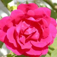 Donna Mccurdy Photo 14