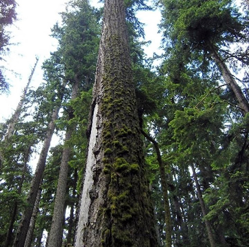 Desiree Steele Photo 20