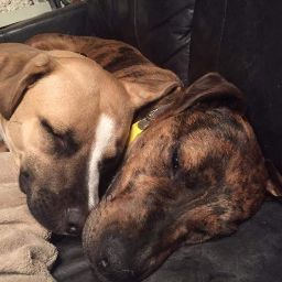 Joe Fletcher Photo 35