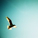 Neil Wing Photo 16