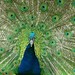 Sue Peacock Photo 24