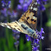 Cynthia Dykes Photo 16